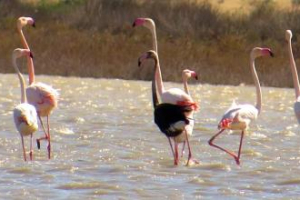 Siyah Flamingo Türkiye’de