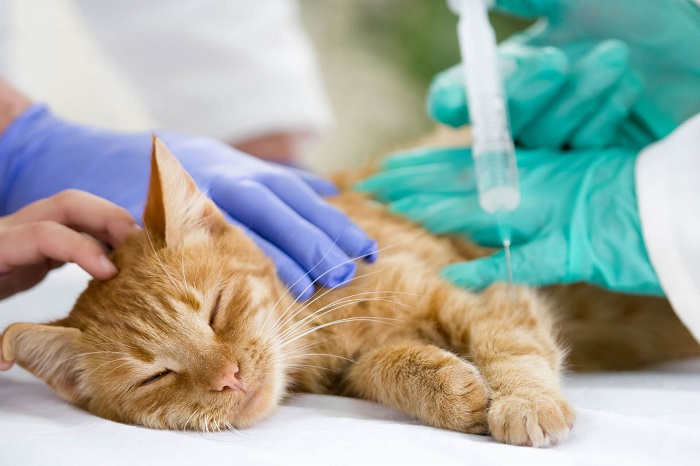 Kedi İç Parazit Doğal Tedavi Yöntemi