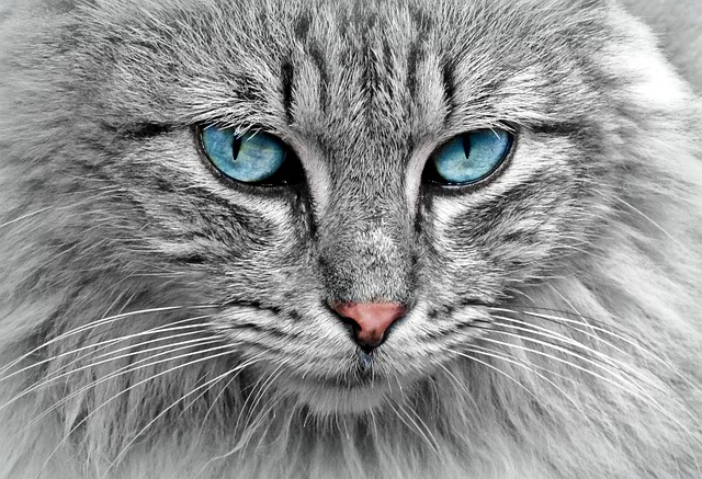 kedi cinsleri