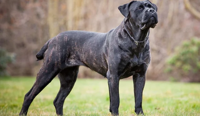 cane-corso