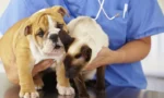 vet2